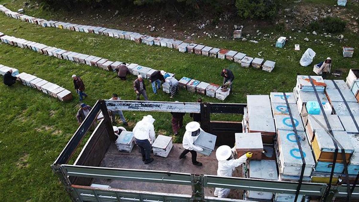Muğla'da gezginci arıların yayla yolculuğu başladı! 5 yıllık kuraklık bitti, rekor üretim yolda