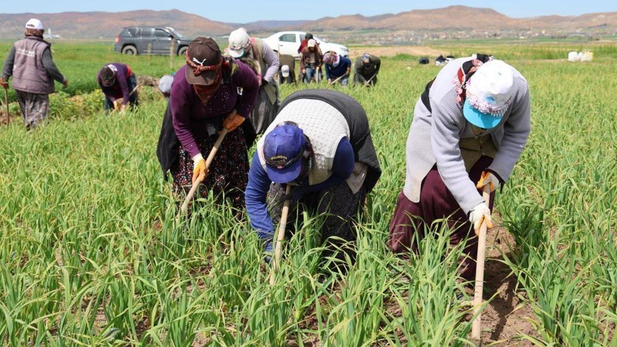 Aksaray’da 'Beyaz Altın' hasadı başladı: Rekoltede 2 kat artış bekleniyor!
