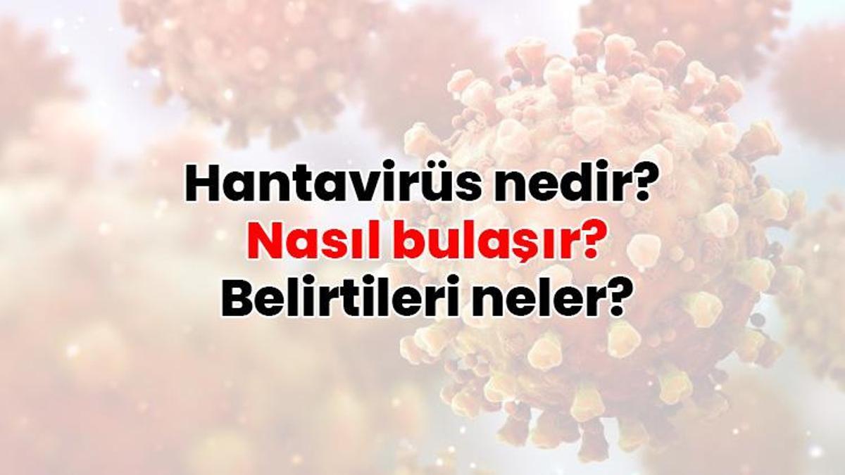 SON DAKİKA | Hantavirüs belirtileri neler? Hantavirüs nedir? Nasıl bulaşır? Hantavirüs insandan insana bulaşır mı?