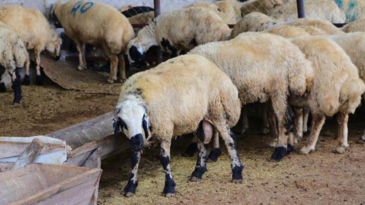 Adana'da kurbanlık fiyatları belli oldu! Resmi açıklama için tarih verildi