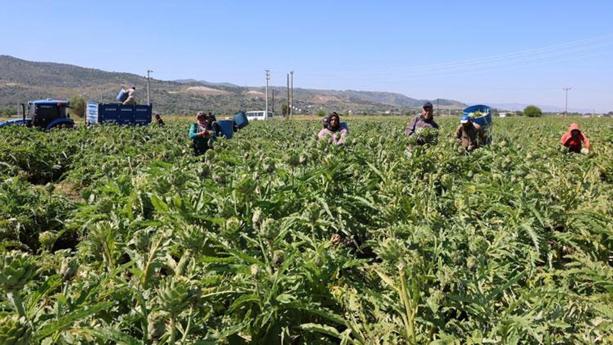 'Yeşil elmas' Efeler'de üretiliyor, yurdun dört bir yanına gönderiliyor