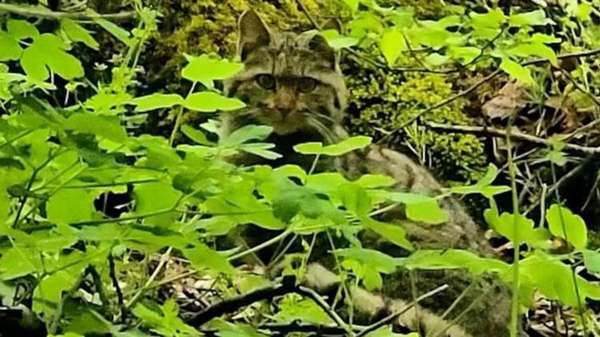 Bolu’da ormanlık alanda gezinen yaban kedisi kameraya takıldı