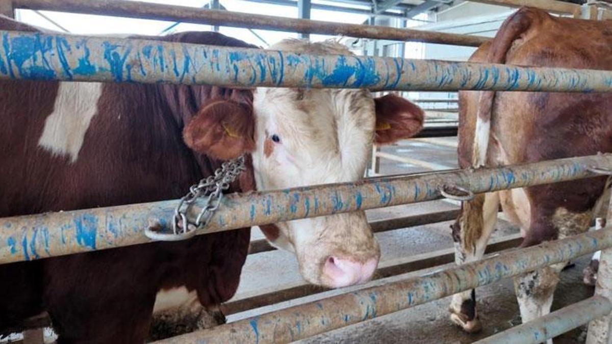 Kocaeli'de kurban kesim başvuruları 11 Mayıs'ta başlıyor