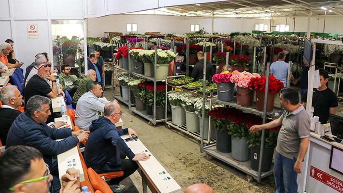 Satışlar 3 kat arttı! İzmir'den tüm Türkiye'ye gönderiliyor: Tam 8 milyon dal yola çıktı