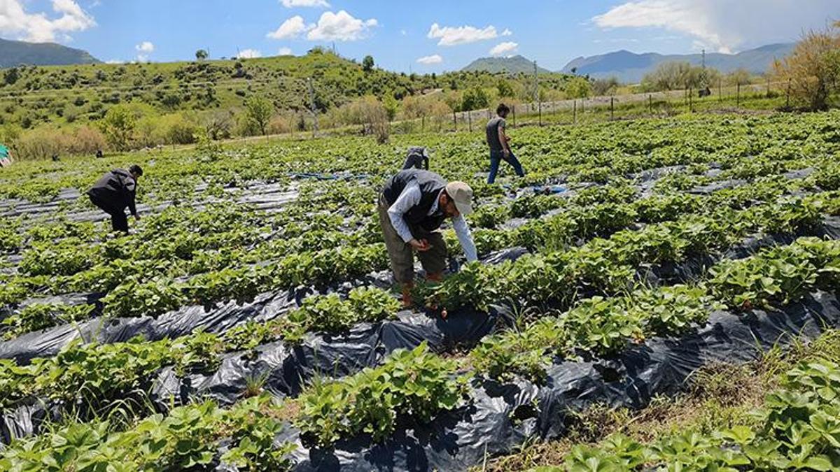Batman'da Sason çileğinde hasat başladı! Kilosu altın değerinde: Rekor verim bekleniyor