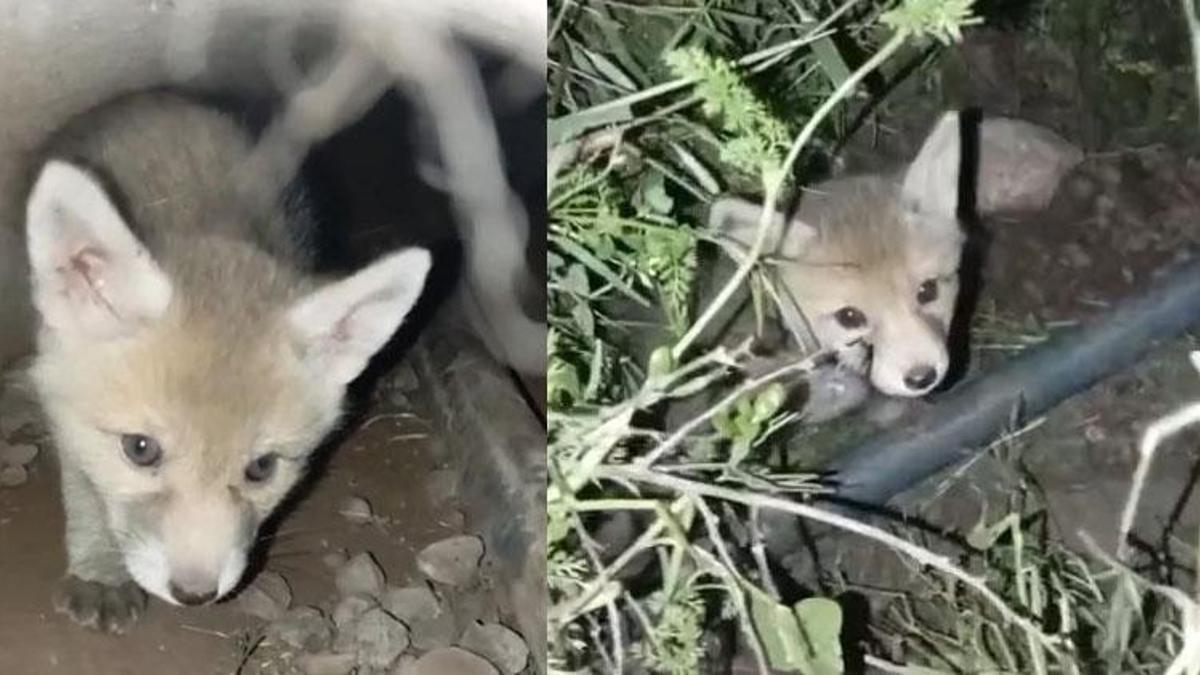 Elazığ’ın Palu ilçesinde tilki yavruları yuvalarında görüntülendi