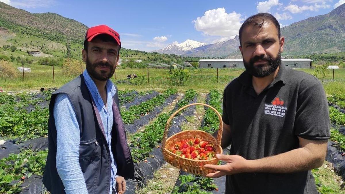 Batman'da 2026'nın ilk hasadı: Kasa kasa satılıyor, 400 aile fiyatını belirliyor