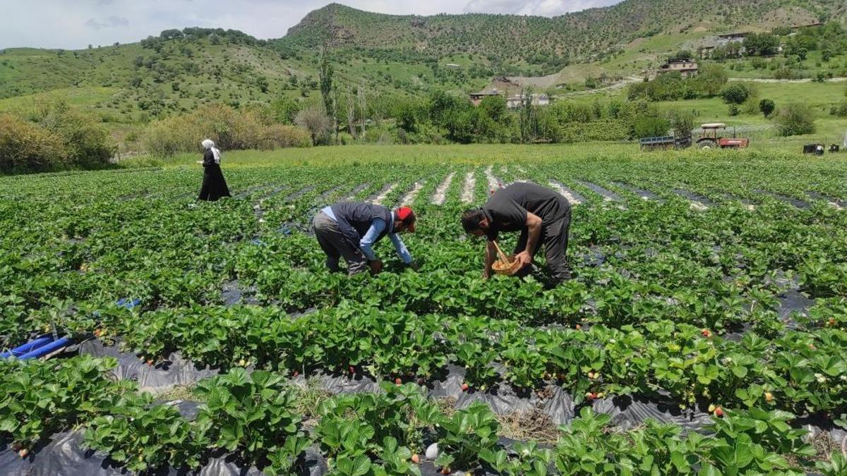 Hormonsuzu ve en lezzetlisi burada yetişiyor! Bölgenin ihtiyacını bu ilçe karşılıyor, fiyatı da 120 lira