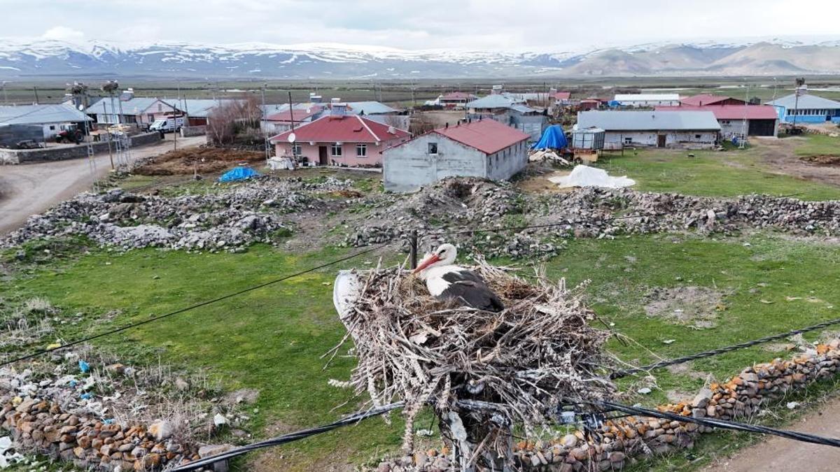 Fotoğrafçılar buraya akın ediyor! Bu köyde leylekler evlerin çatısını mesken tuttu: 30 yuva, 180 misafirlerin leylek nöbeti başladı