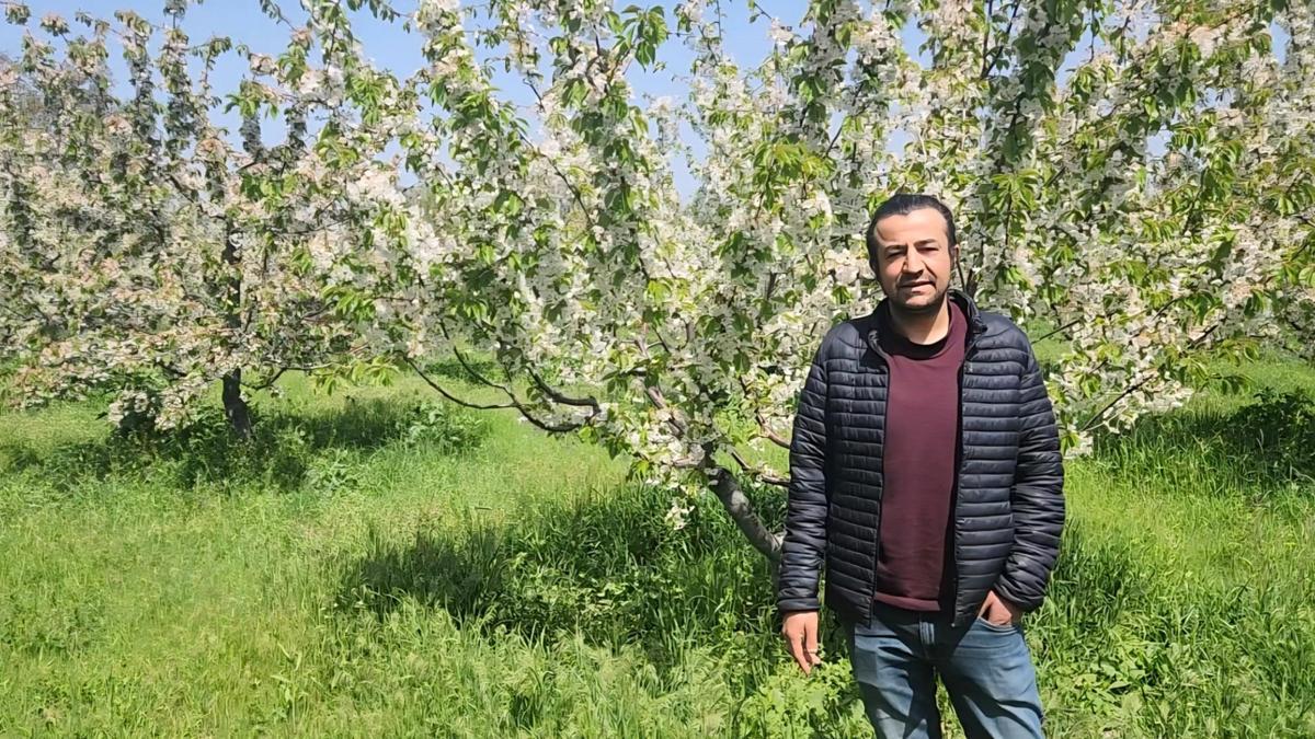 Kirazda don riski atlatıldı, rekolte beklentisi yükseldi