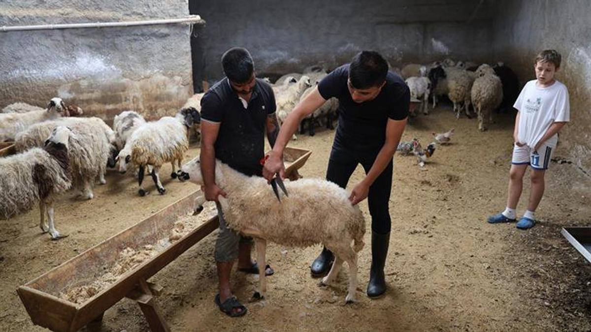 Adana'da kurban pazarlığı başladı! Kesim ücretleri belli oldu: İşte güncel fiyatlar
