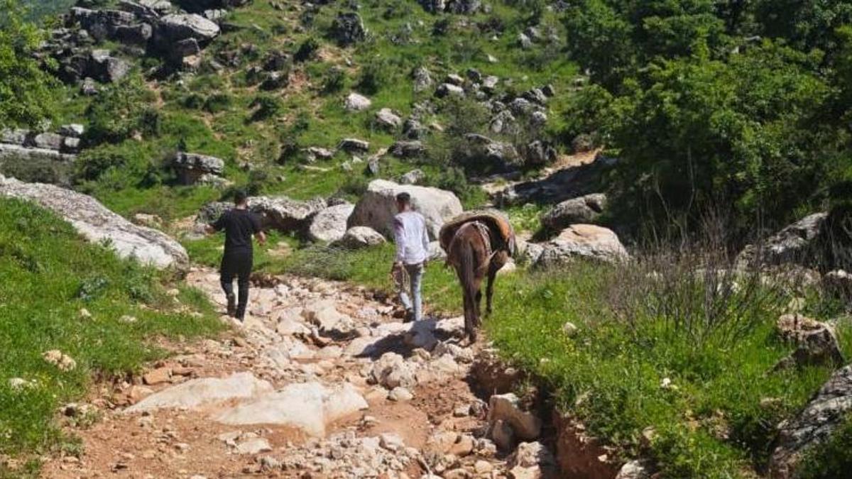 Sarp kayalıklarda yetişiyor! Katırlarla çıkıp topluyorlar: Köylünün yeni kazanç kapısı oldu, talep yağıyor!