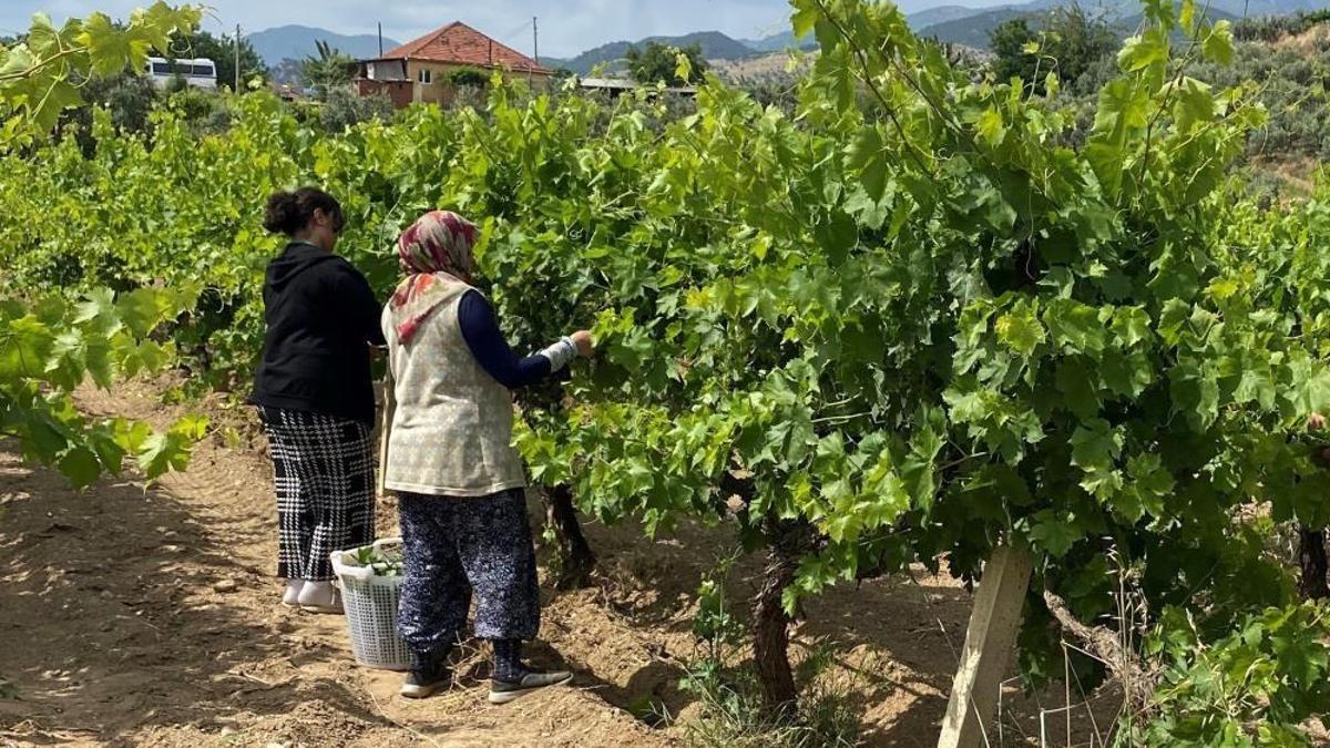 Bu meyvenin her şeyi para ediyor! Ürün daha çıkmadı ama üretici kilosunu 100 liradan satıyor