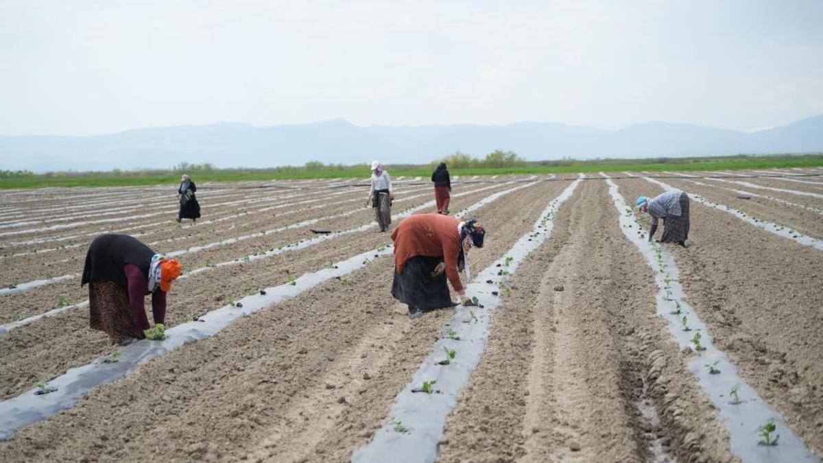 Muş'ta aromasıyla öne çıkan karpuzun ekimine başlandı