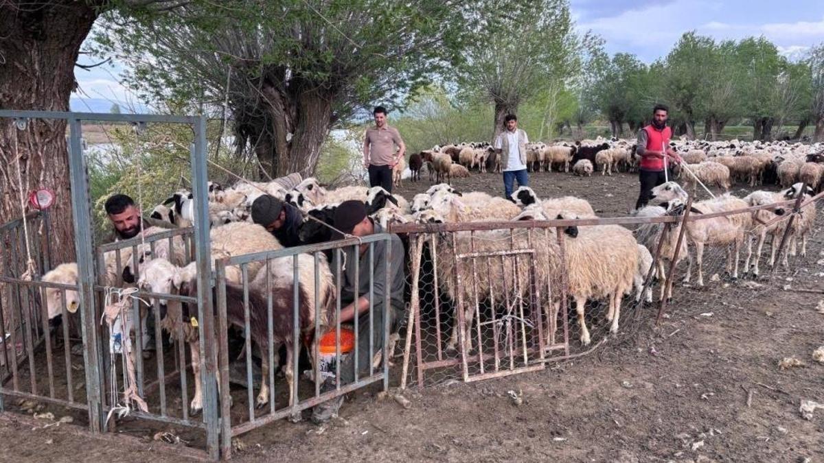 Asgari ücretle çobanlığa başladılar: Erzincan'a Afganistan'dan getirildi