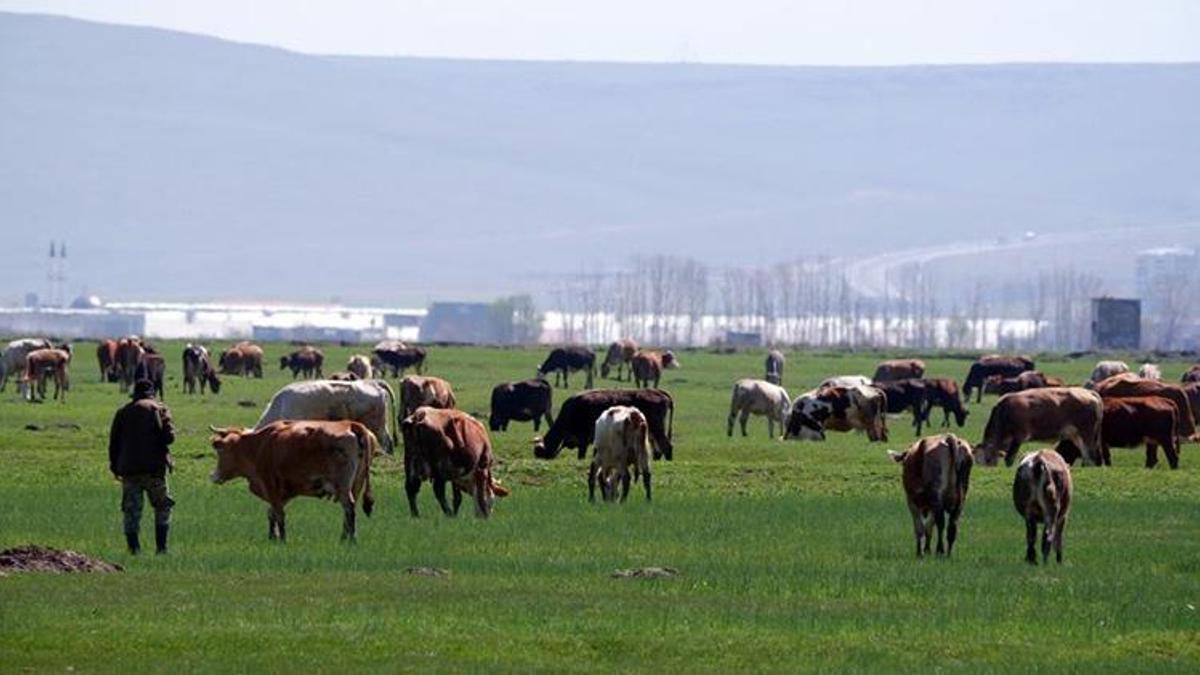 Kurban satışlarında sosyal medya tuzağı! Sahte ilanlar alıcı ve satıcıları mağdur ediyor