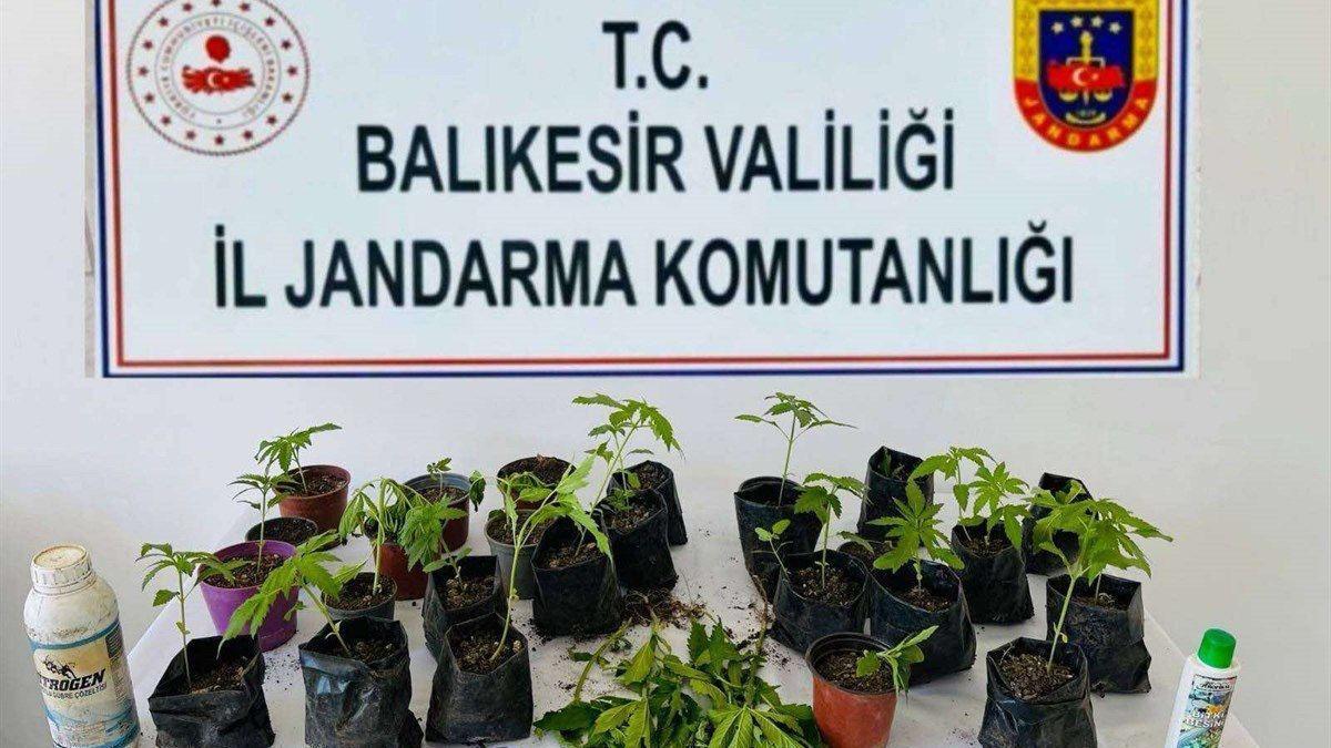 Erdek'te jandarma, 32 kök kenevir ele geçirdi