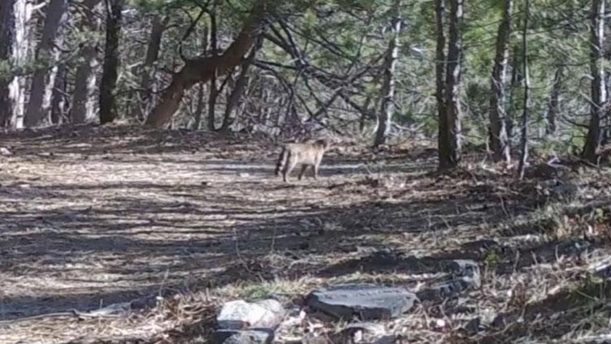 Uludağ'da yaban kedisi ormana kurulan fotokapana takıldı