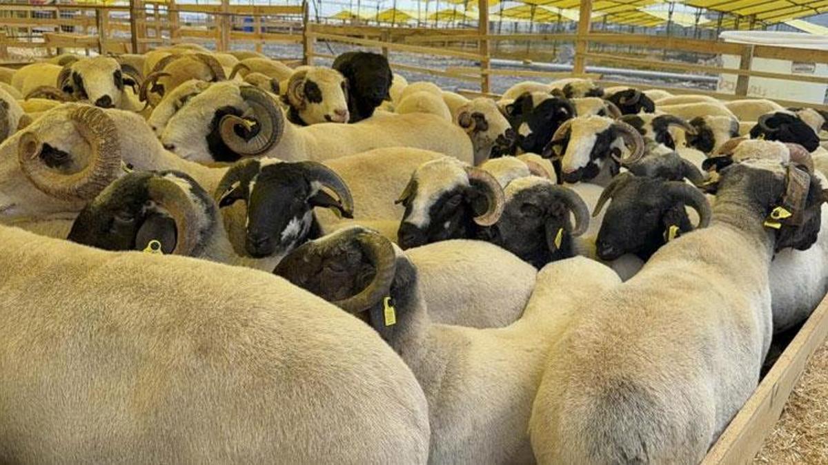 Kurban Bayramı'na sayılı günler kala kurban kesim ve satış alanları kurulmaya başladı