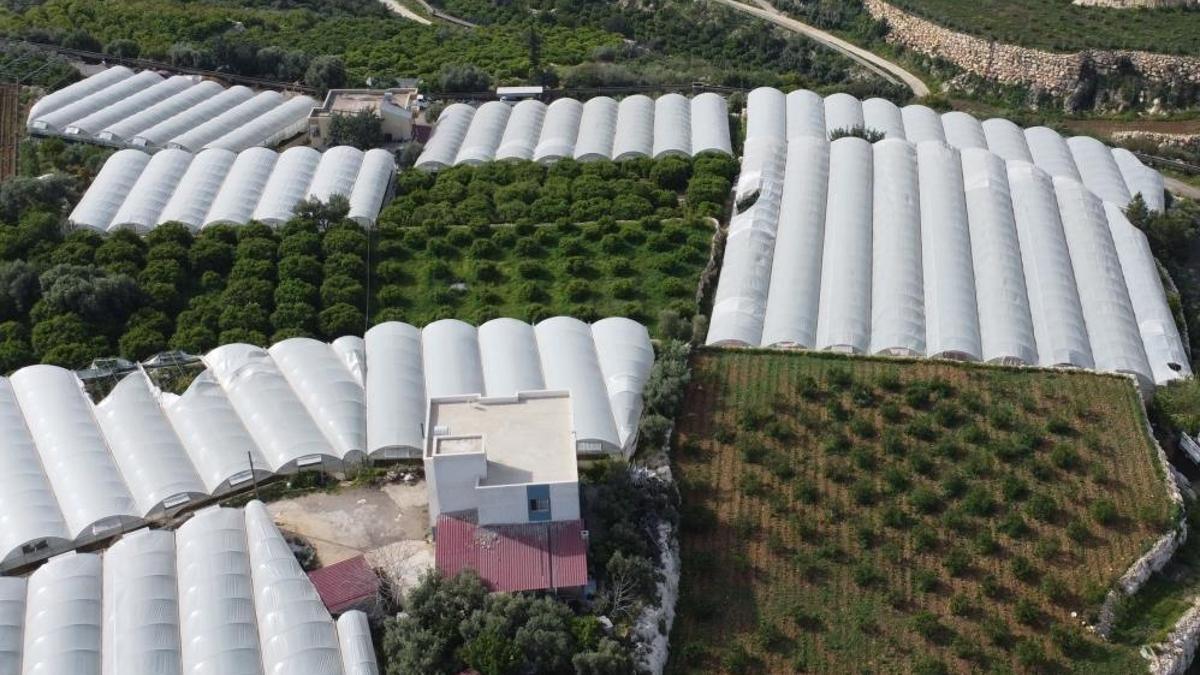 Siyah incinin erkenci hasat başladı! İlk ürünlerin fiyatı 250 liradan satılıyor
