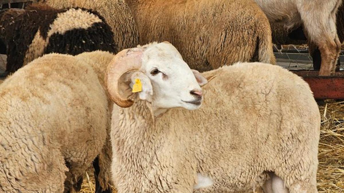 Yüreğir’de kurban hazırlıkları tamam! Belediye satış ve kesim noktalarını açıkladı: Ekipler bayram boyunca sahada