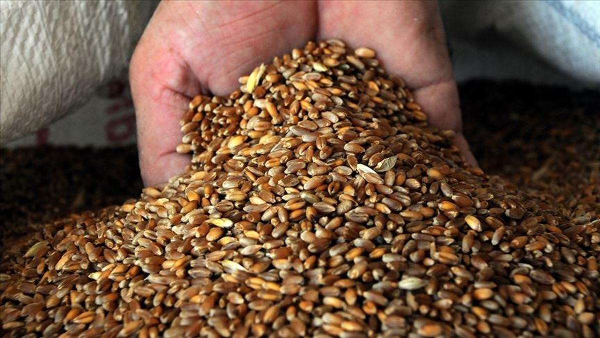 Buğdayda yağış bereketi! Rekoltede yüzde 25 artış bekleniyor