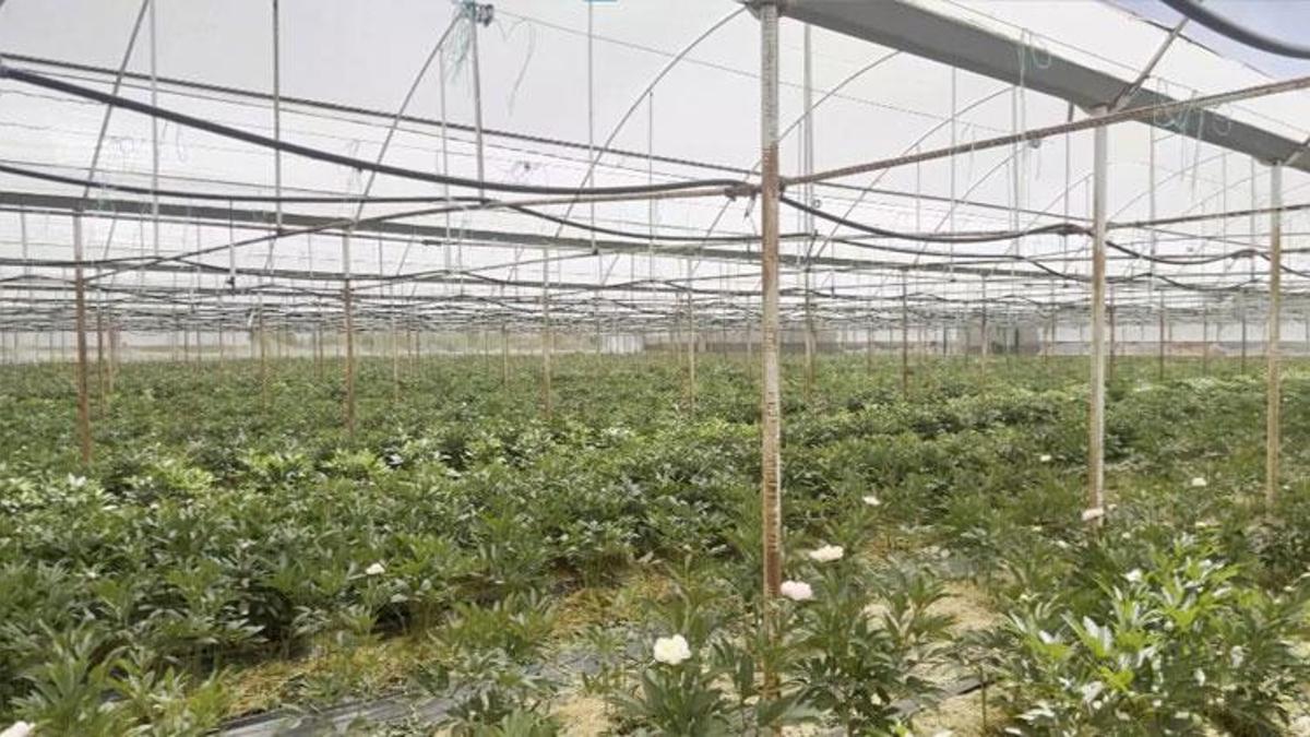 Antalya Elmalı'da yetiştirilen şakayıklar 81 ile gidiyor