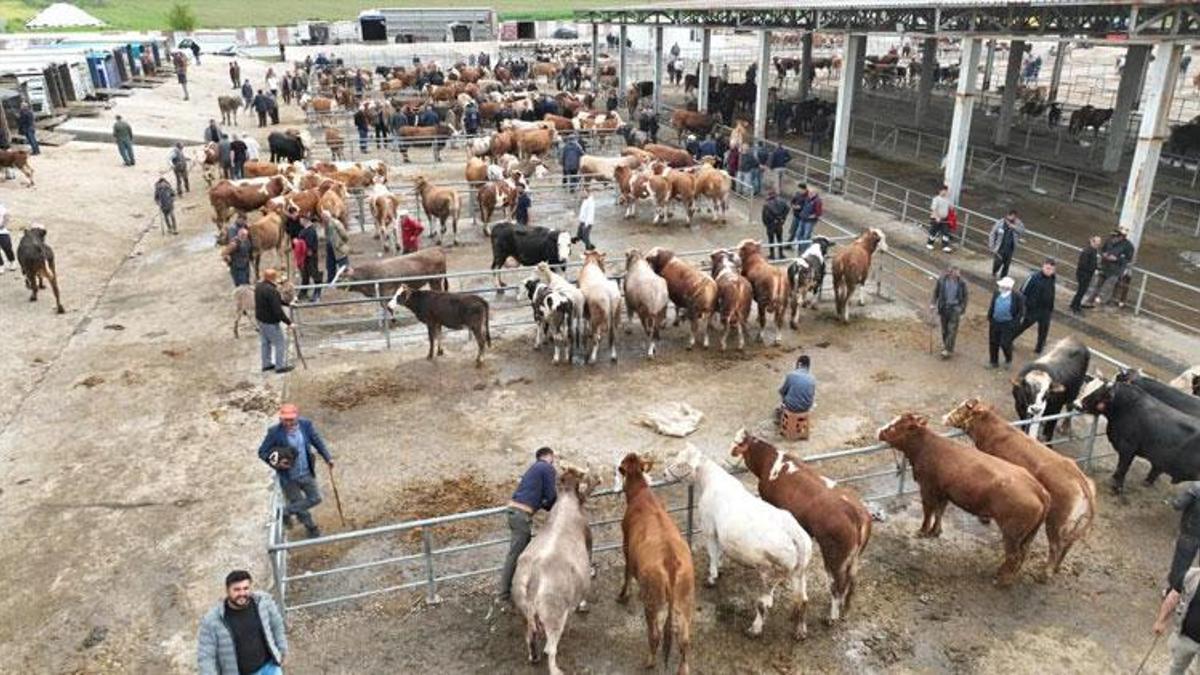 Kurban Bayramı'na sayılı günler kala Sorgun canlı hayvan pazarında hareketlilik yaşandı