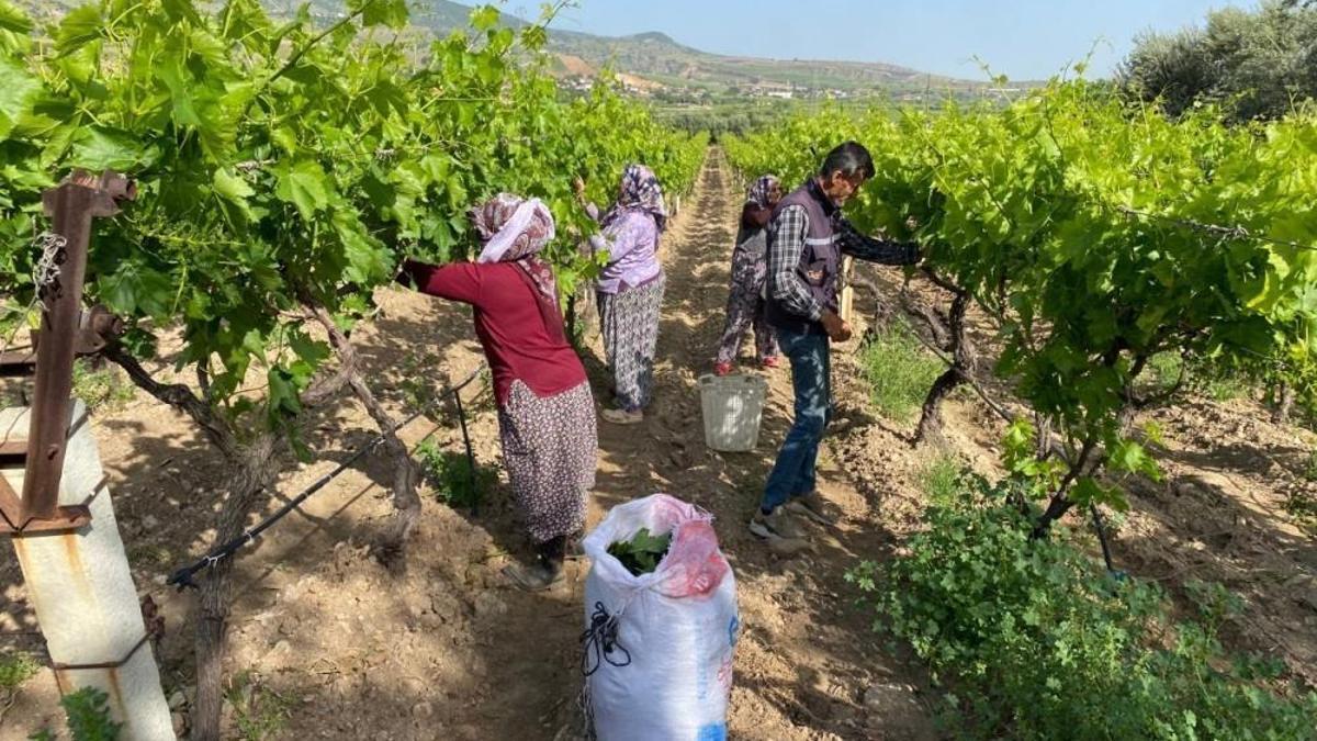 Üreticinin ikinci gelir kapısı oldu! Kilosu 120 liradan 80 liraya düştü