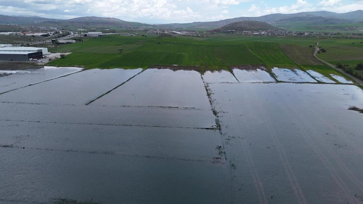 Bali değil Sivas, pirinç değil hububat tarlası