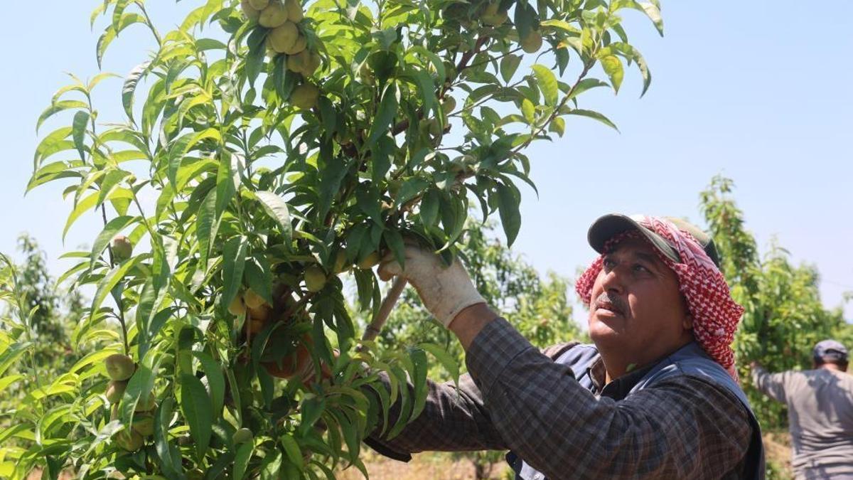 Mesaileri başlayan tarım işçileri, bin 100 TL yevmiye alacak