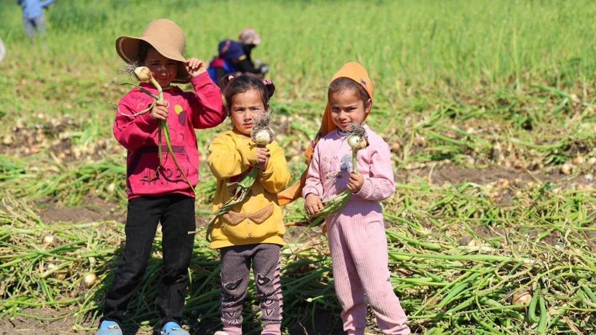 Adana'da mevsimlik tarım işçisi ailelerin çocukları okula gitmek yerine tarlada