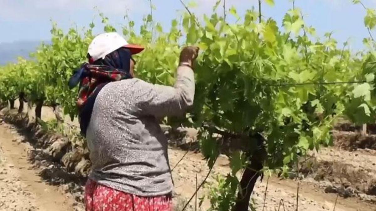 Manisa'da Sultaniye üzüm bağlarında asma yaprağı mesaisi başladı