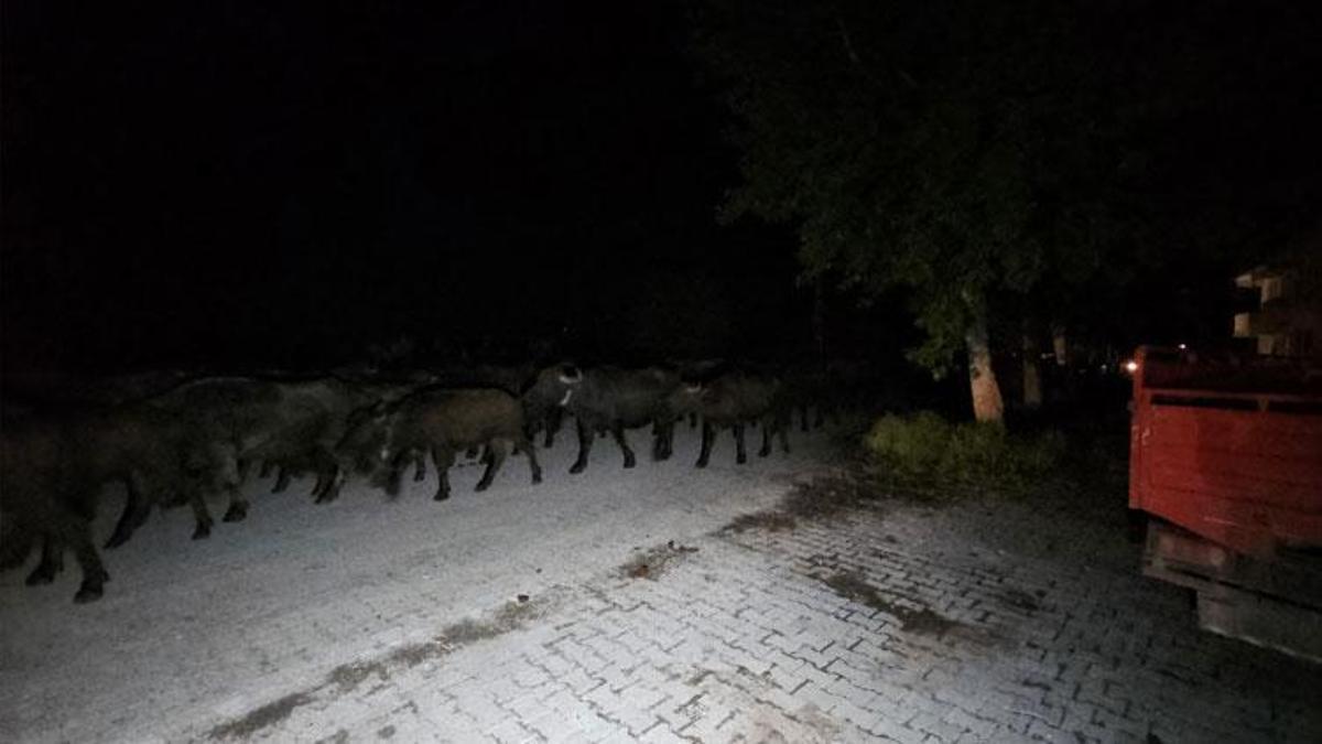 Erbaa'da Kelkit Çayı'nın debisi yükseldi, taşkın riskine karşı köy boşaltılıyor