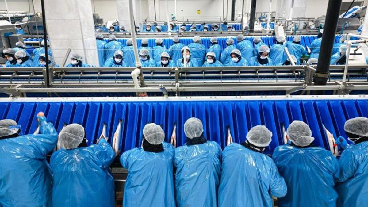 Karadeniz’de yetişiyor, 20 ayda servete dönüşüyor: Talepler patladı, 19 ülke almak için yarışıyor