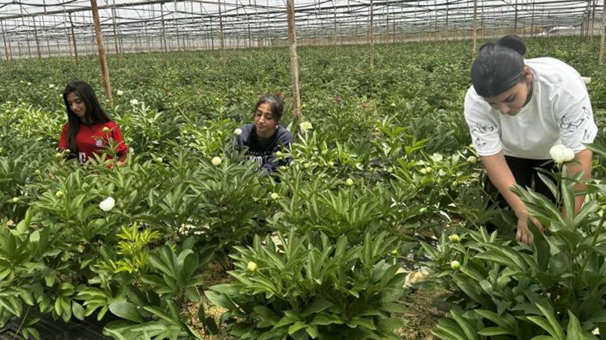 Tanesi 150 TL’den satılıyor! Antalya’da yüzlerce kişiye iş kapısı oldu: 81 ilden sipariş yağıyor