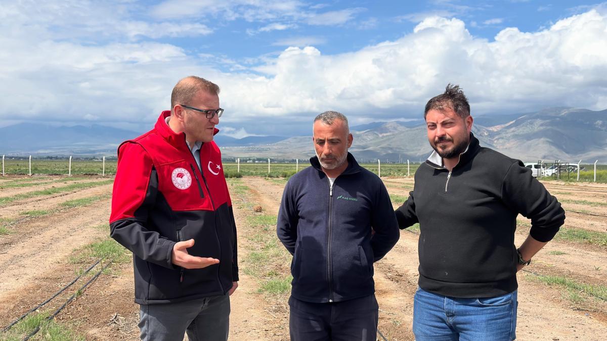 Bor’da kuşkonmaz hasadı başladı