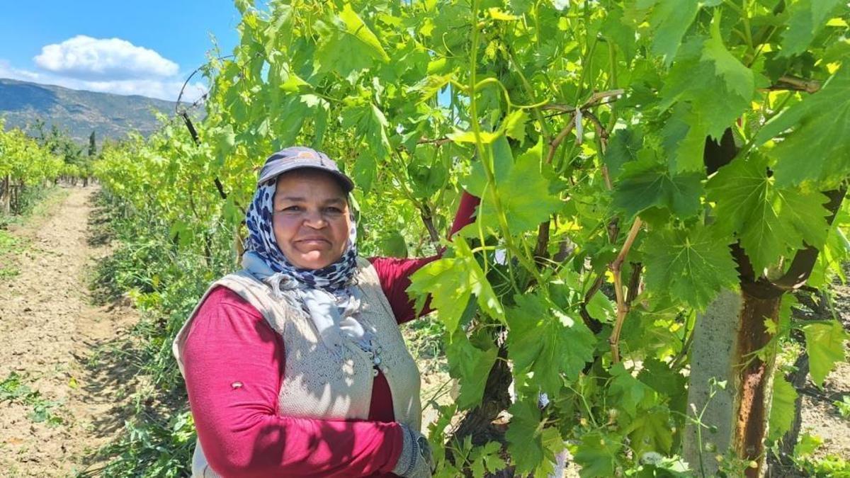 Üretici bir üründen iki defa kazanıyor! Rekolte yüksek olunca fiyatlar hızla düşüyor