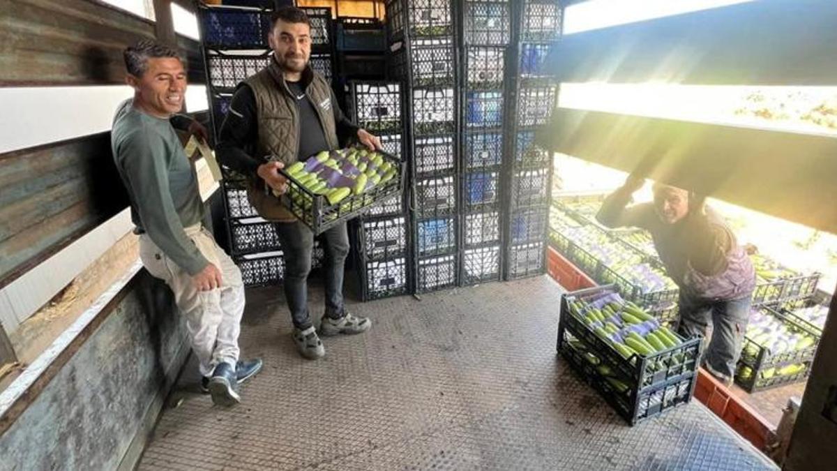 Bursa'da sezonun ilk hasadı başladı! Tarladaki fiyat üreticinin yüzünü güldürdü: Kapış kapış gidiyor!