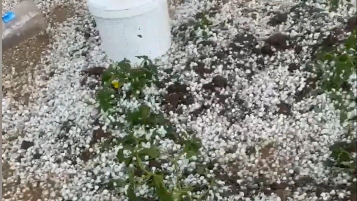 Nusaybin’de dolu yağışı tarım alanlarına zarar verdi