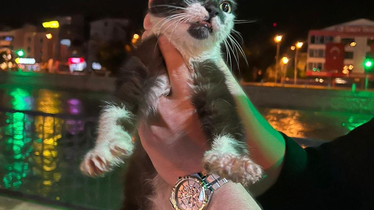 Yeşilırmak kıyısında mahsur kalan kedi kurtarıldı