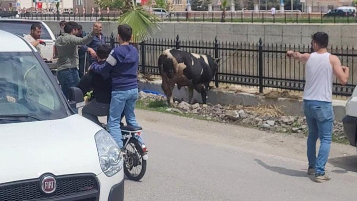 Saatlerce peşinden koştular: İnebolu'da kurbanlık dana ortalığı birbirine kattı