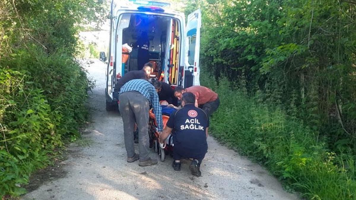 Kastamonu Cide’de bal arısı hastanelik etti