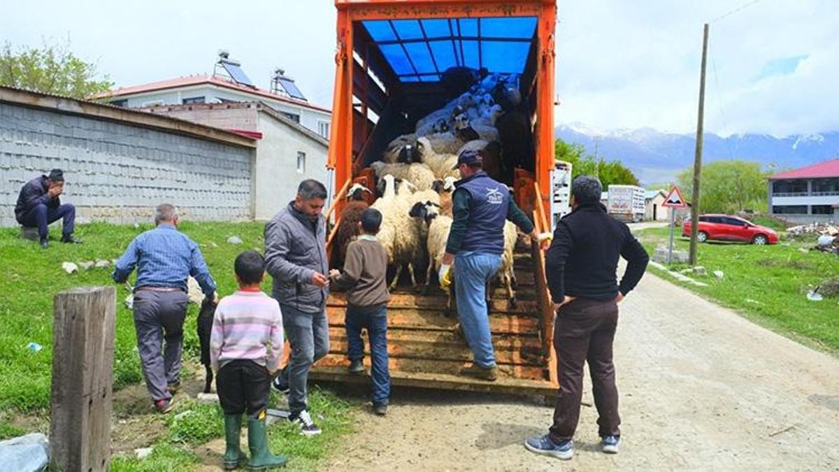 Zorlu Kış Bitti, Yayla Mesaisi Başladı! Geleneksel lezzetin zorlu yolculuğu...
