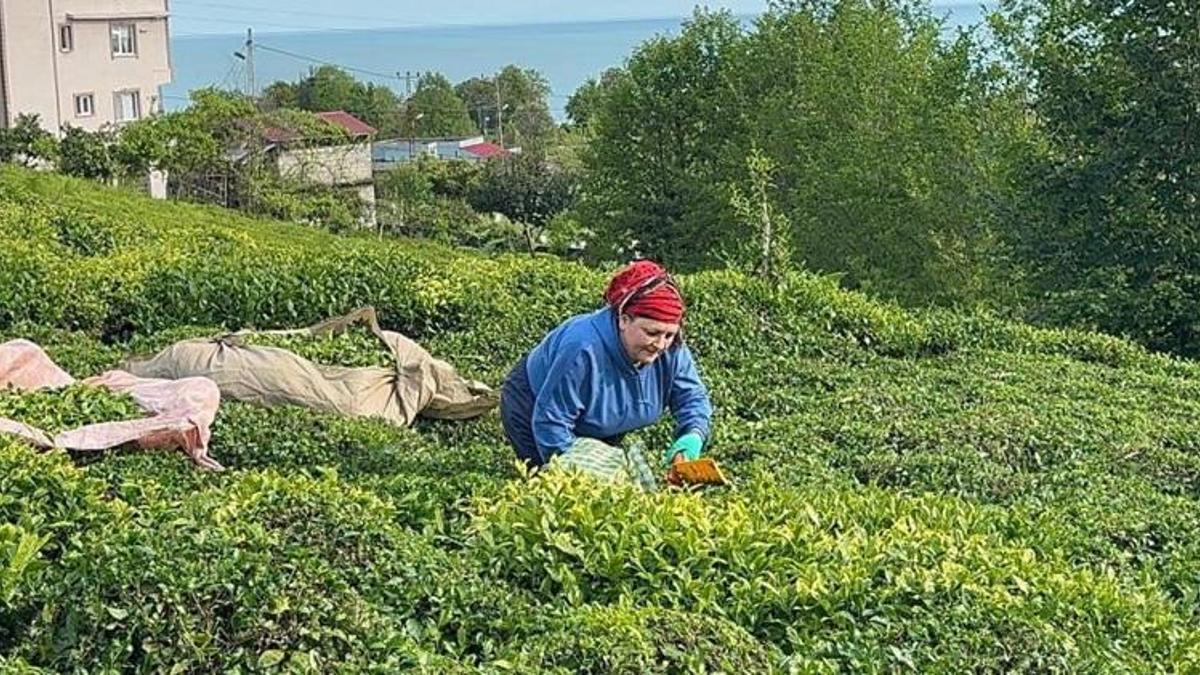 Geç olgunlaştı ama sezon resmen açıldı! Üreticiler hasat için bahçelere akın etti