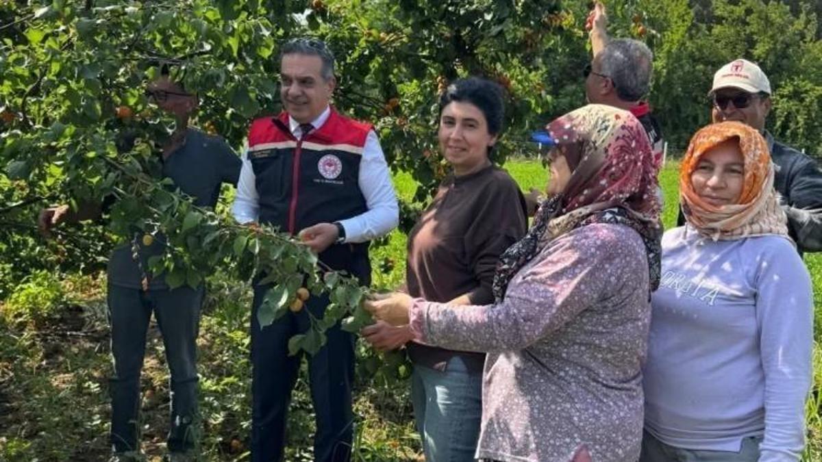 Ağaç başına 50 kilo hasat ediliyor: Aydın'da en çok kadınlar bu işten kazanıyor