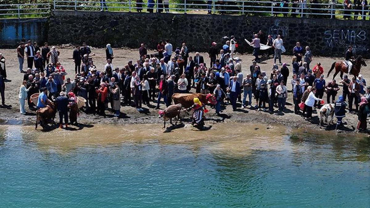 Trabzon'da asırlık Çepni geleneği yeniden doğdu! Yüzlerce hayvan bereket için denizde yıkandı