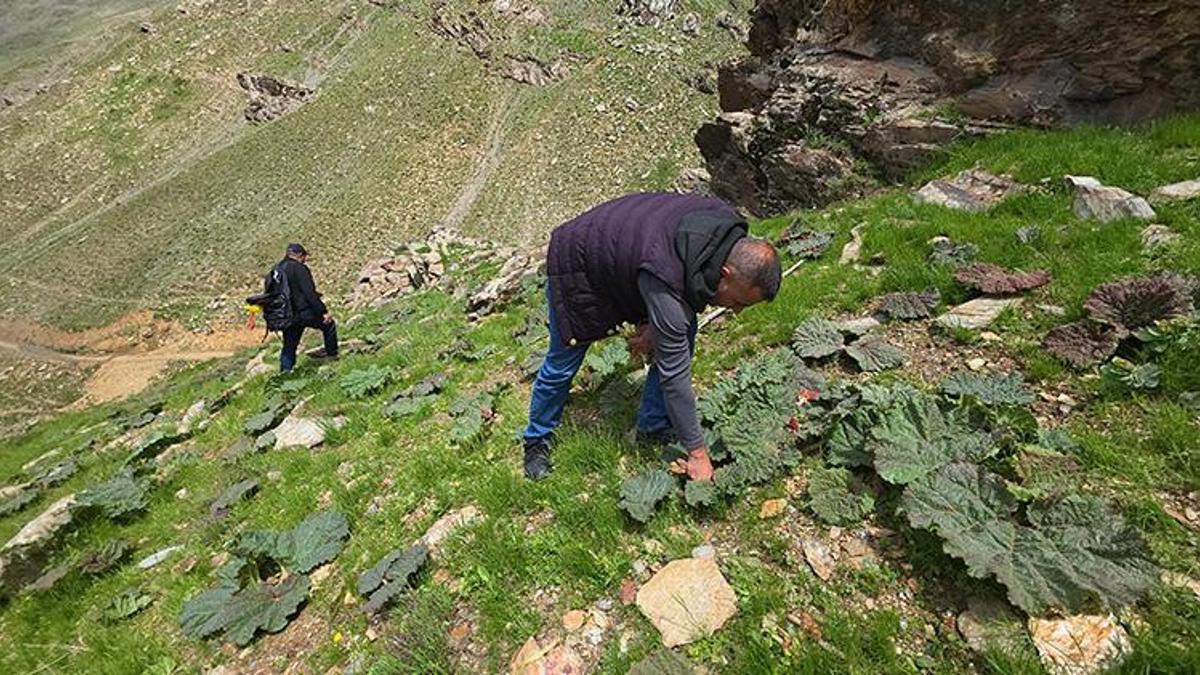 Dağlardan poşet poşet topluyorlar! Kilosu 750 TL'den 200 liraya düştü: Talep patladı