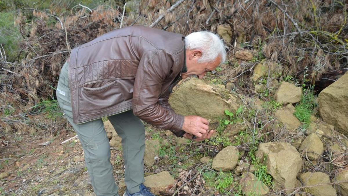 Bilecik'te köylüler dağ taşı didik didik ediyor! Kilosu altınla yarışıyor: Tazesi bin, kurusu 7 bin 500 lira! Yanan ormandan adeta servet fışkırdı