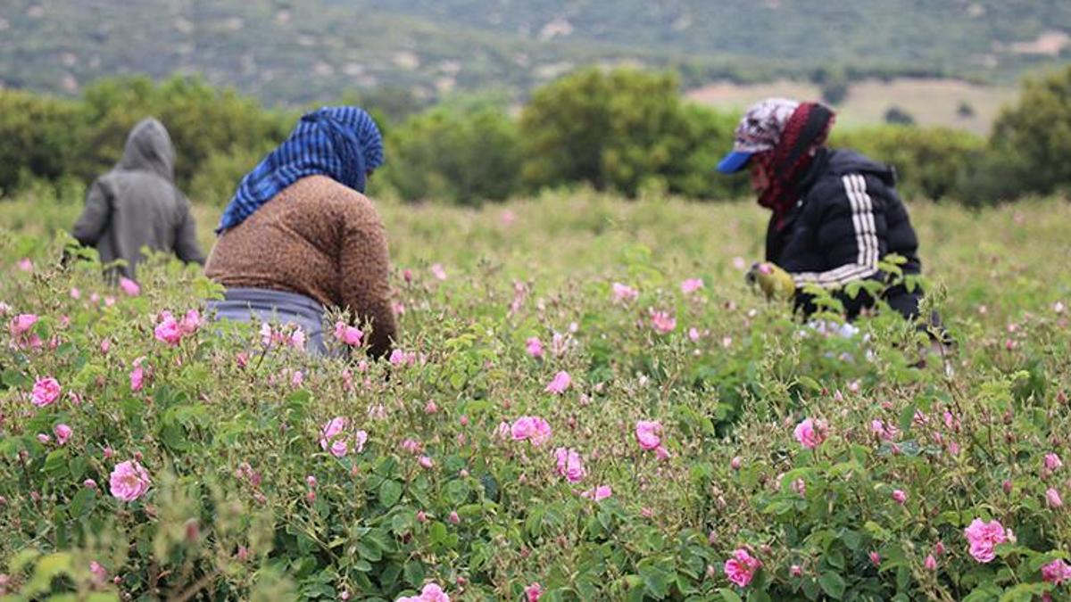 Bulgaristan'dan baston içinde getirilen fidan şehri zengin etti! Hasat başladı: Yüzlerce aile bu işten geçiniyor